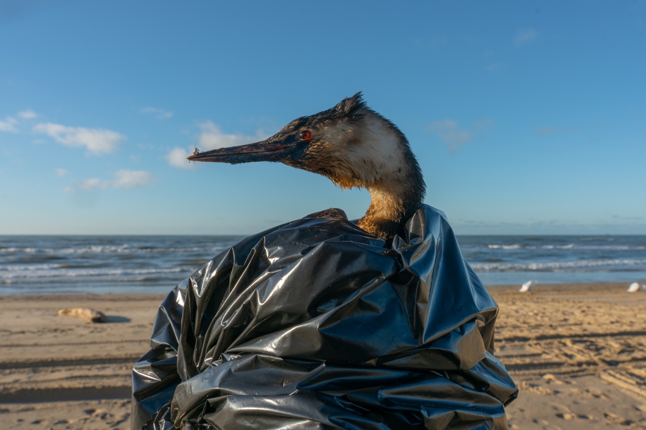 Groß (2 - The oil-stained bird is caught in a bag and taken to the nearest bird washing st.jpeg