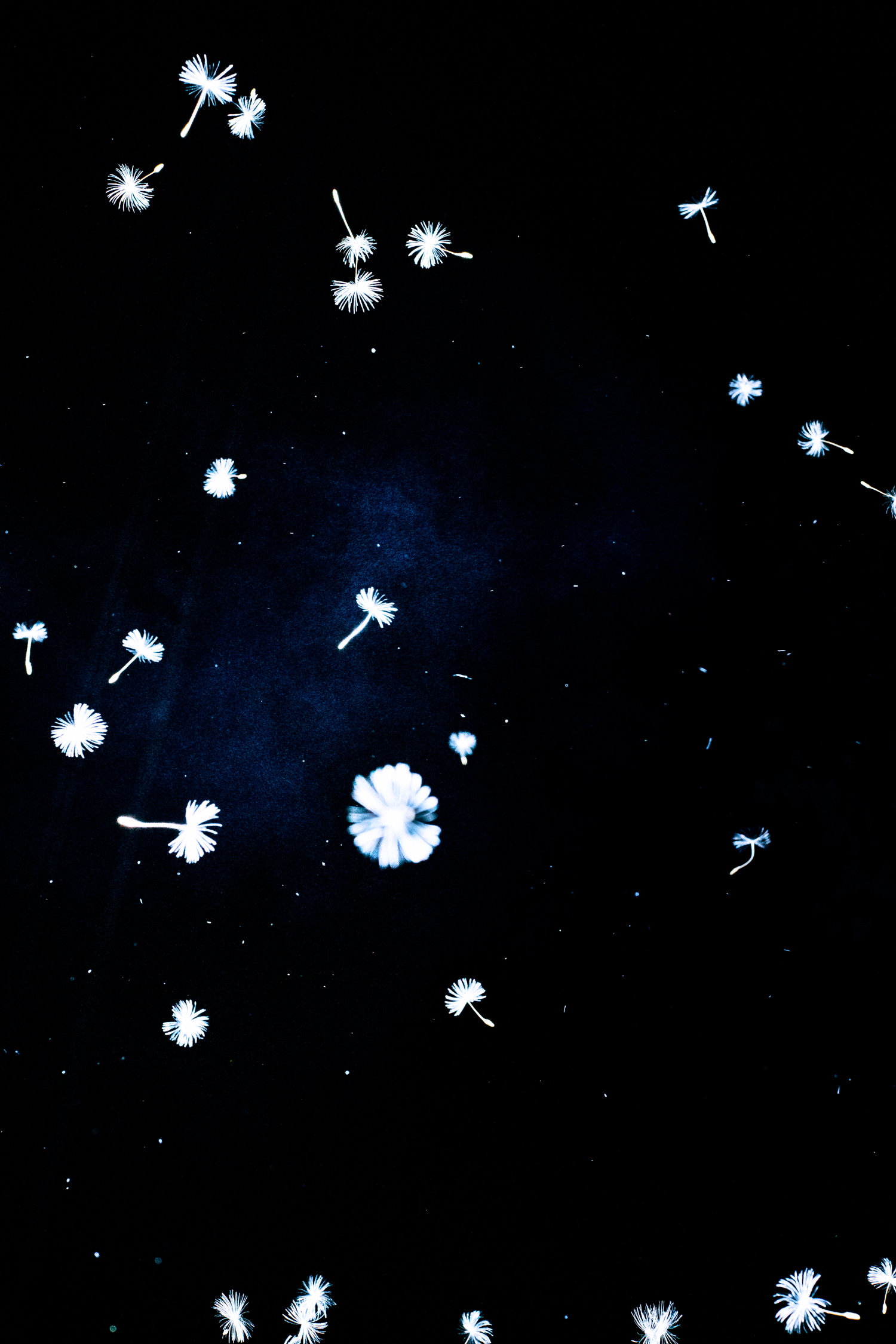 The End of Immortality