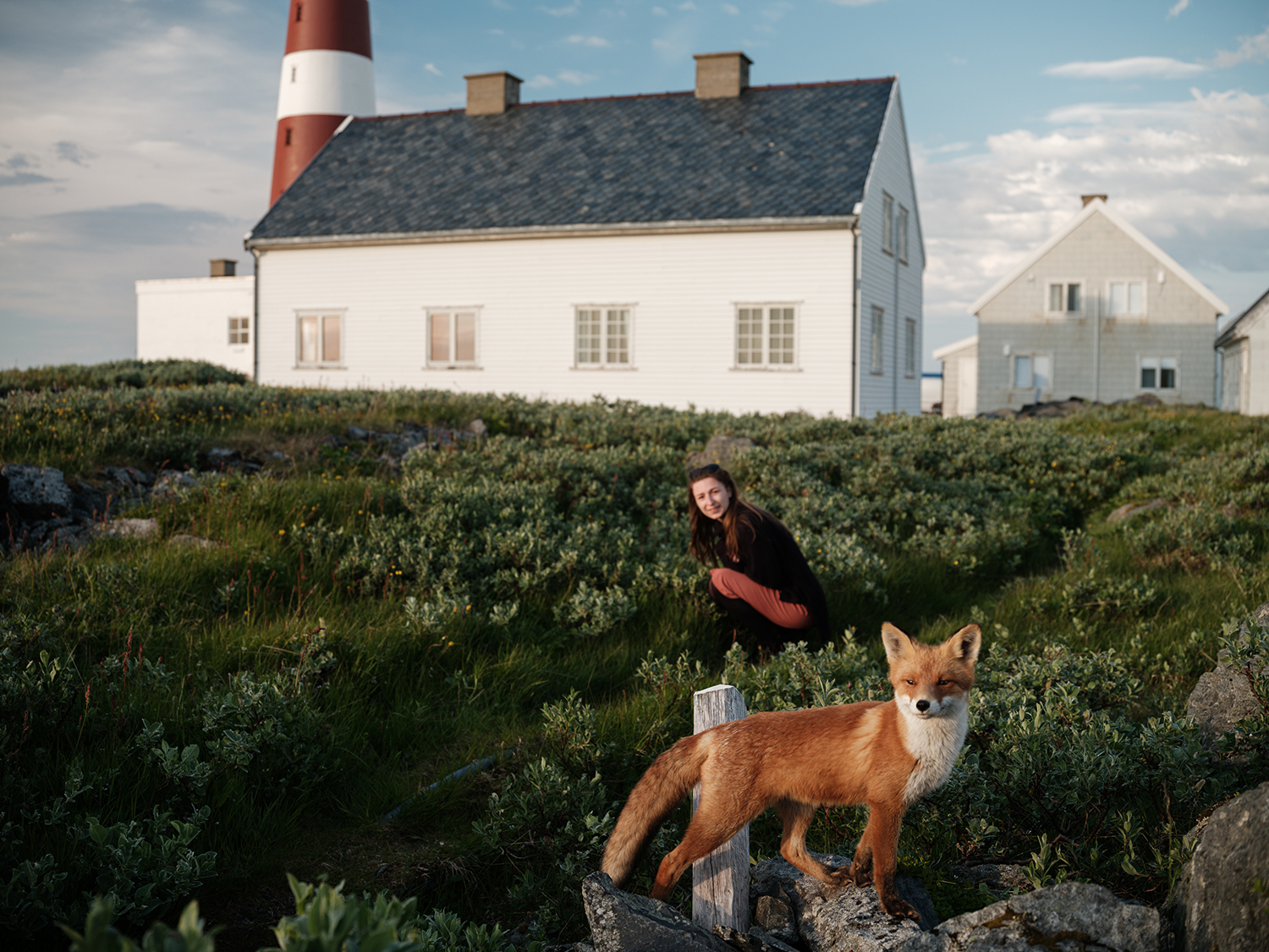 6 - Fox from Slettnes #2 - 6282667f-85ca-4f79-b076-28f92f8f8de2.jpg