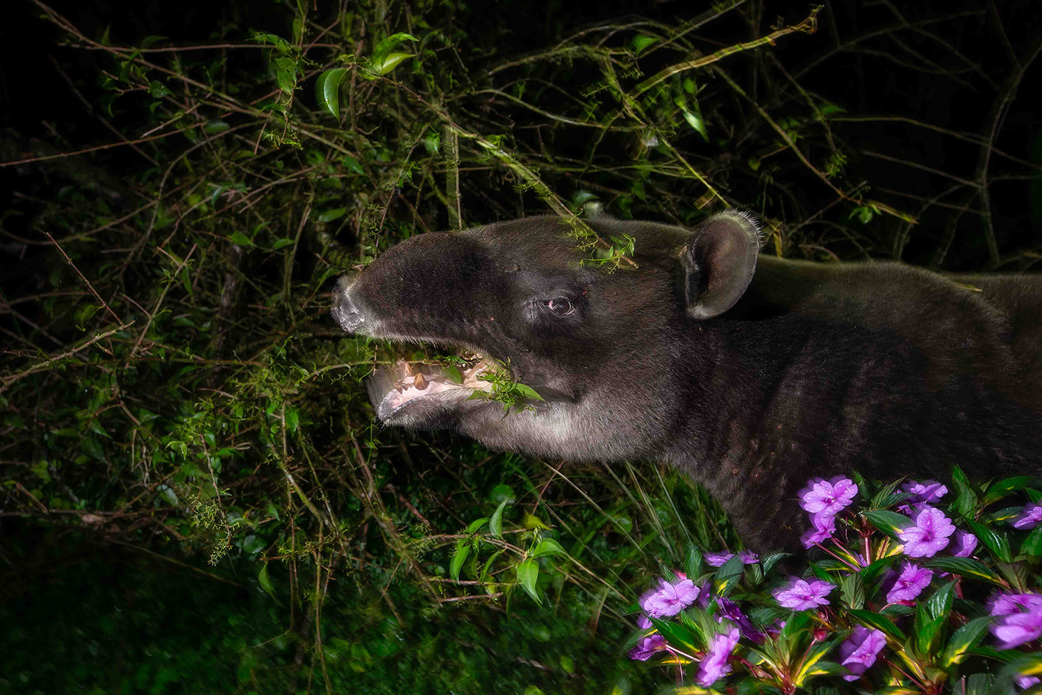 Tales of the Guardian's of the Forest: Safeguarding a fragile bond