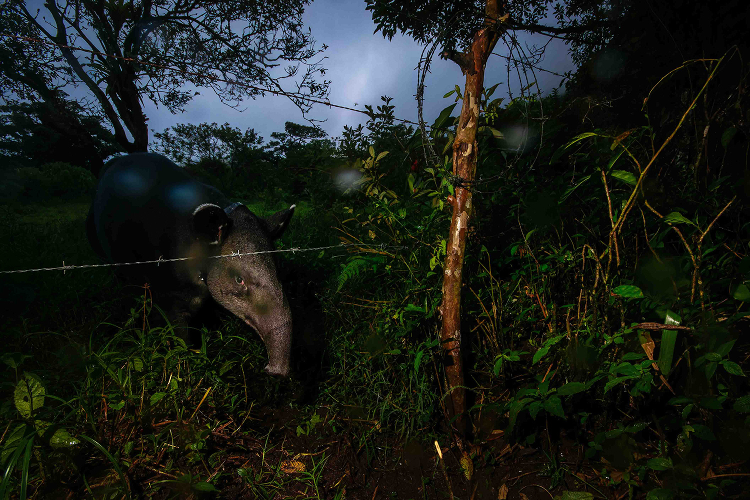 Tales of the Guardian's of the Forest: Safeguarding a fragile bond