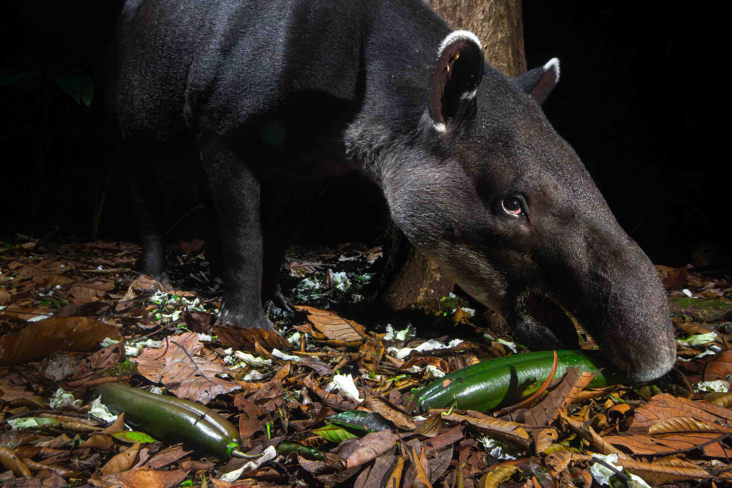 Tales of the Guardian's of the Forest: Safeguarding a fragile bond