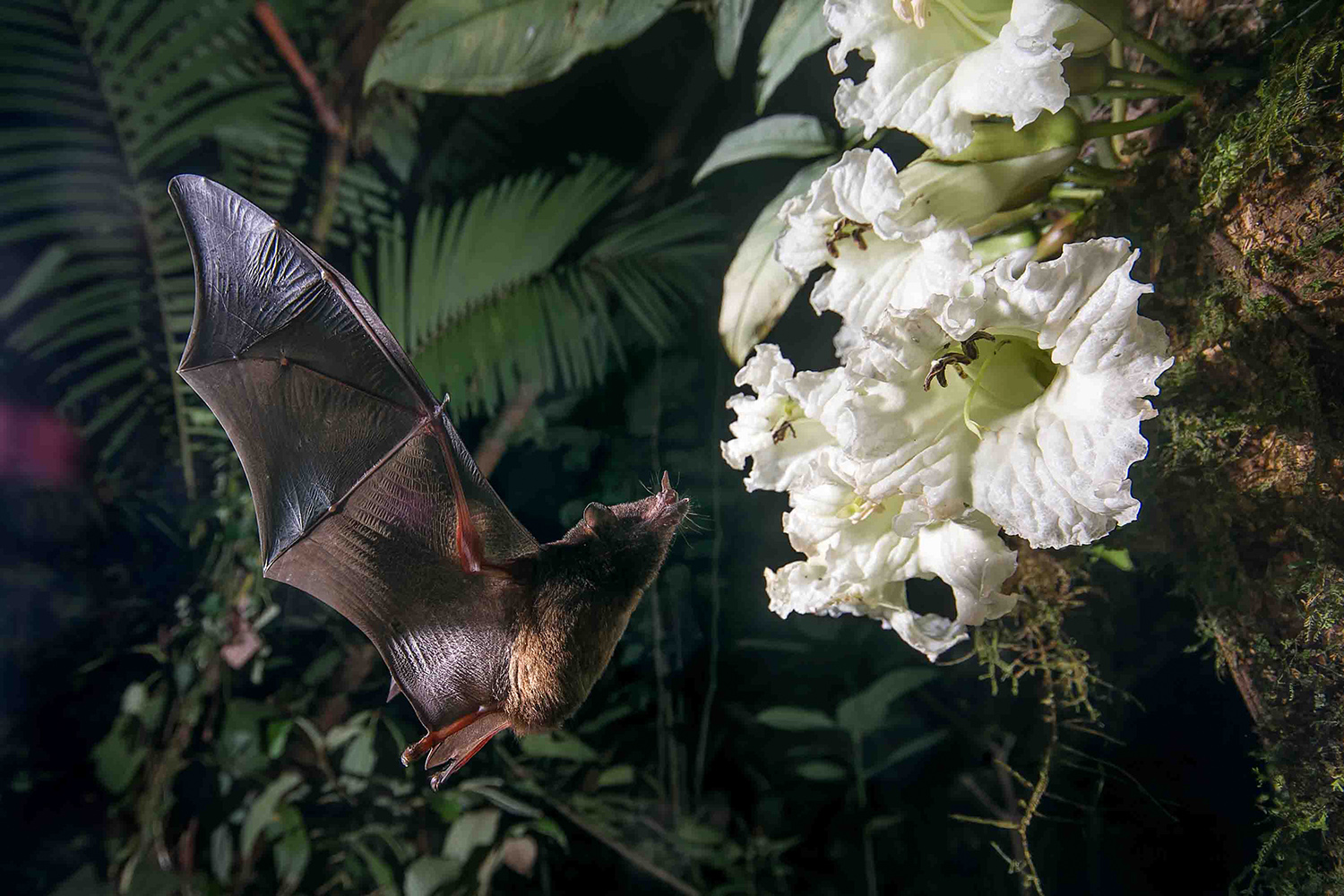 Tales of the Guardian's of the Forest: Safeguarding a fragile bond