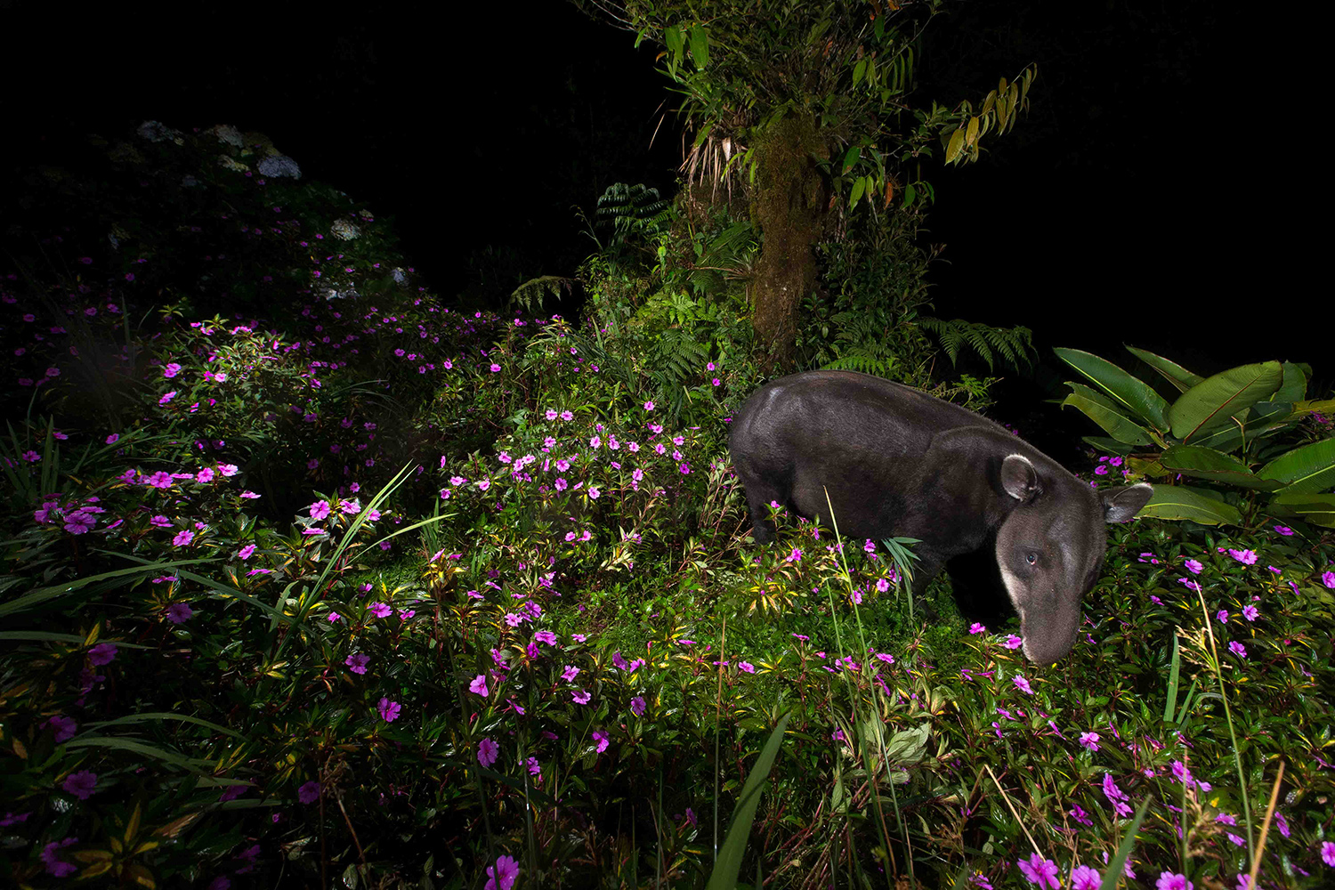 Tales of the Guardian's of the Forest: Safeguarding a fragile bond