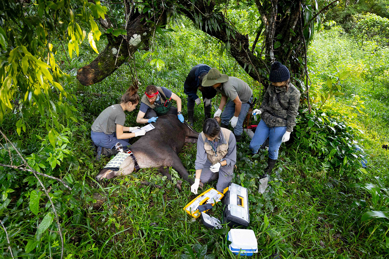 Tales of the Guardian's of the Forest: Safeguarding a fragile bond