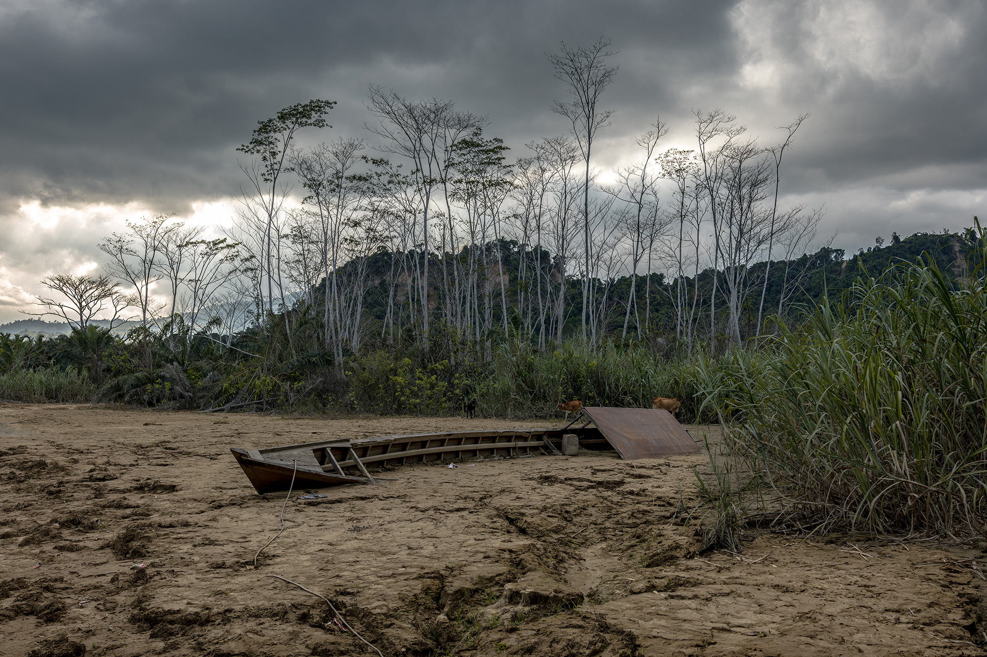 3 - Echoes of a Vanishing Forest-03 - 9e891816-1cda-45d2-9c32-97e1b79f9e88.jpg