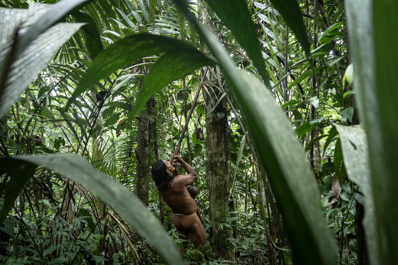 Groß (5 - Waorani- The Indigenous Defenders of the Amazon - 8e072143-a8b0-4e52-ac3f-fb1b65.jpeg