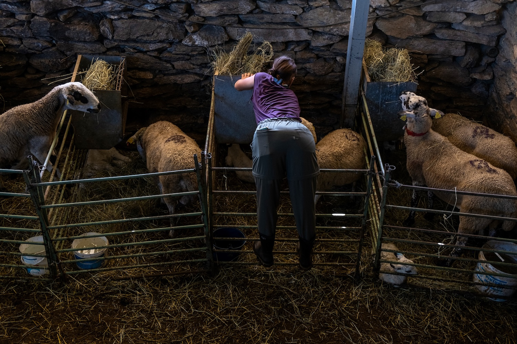 9 - THE GOOD SHEPHERDESS 9 - a1653348-8e72-4185-b8f8-fc31d831344c.jpg
