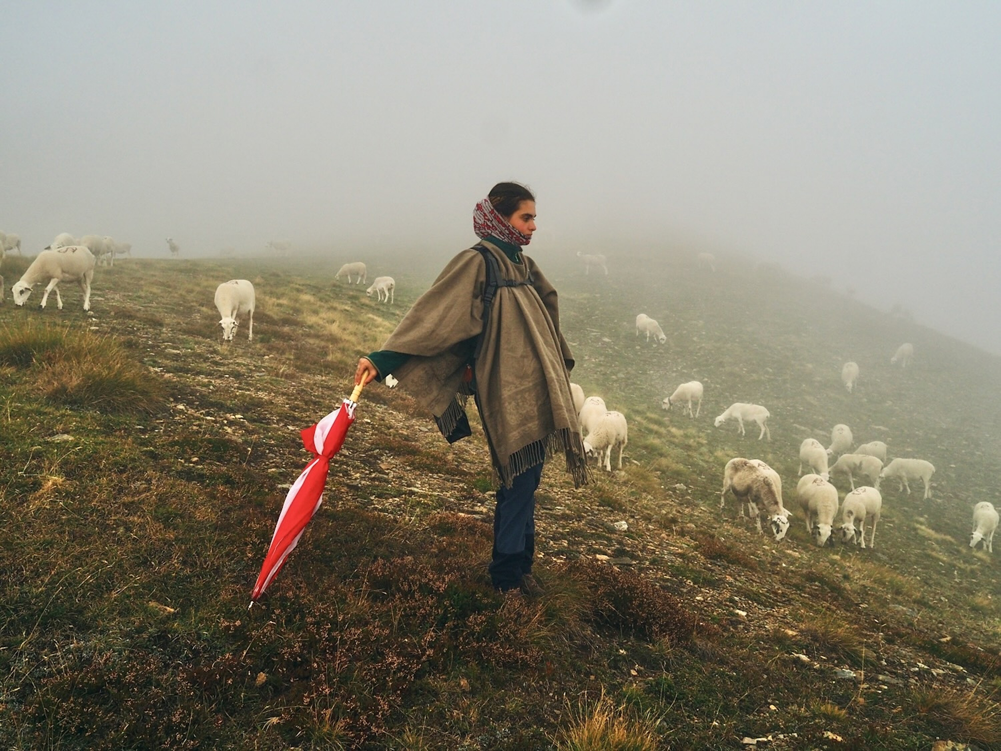 3 - THE GOOD SHEPHERDESS 3 - d1c112e9-661f-49a4-96ab-2b1d24985b19.jpg