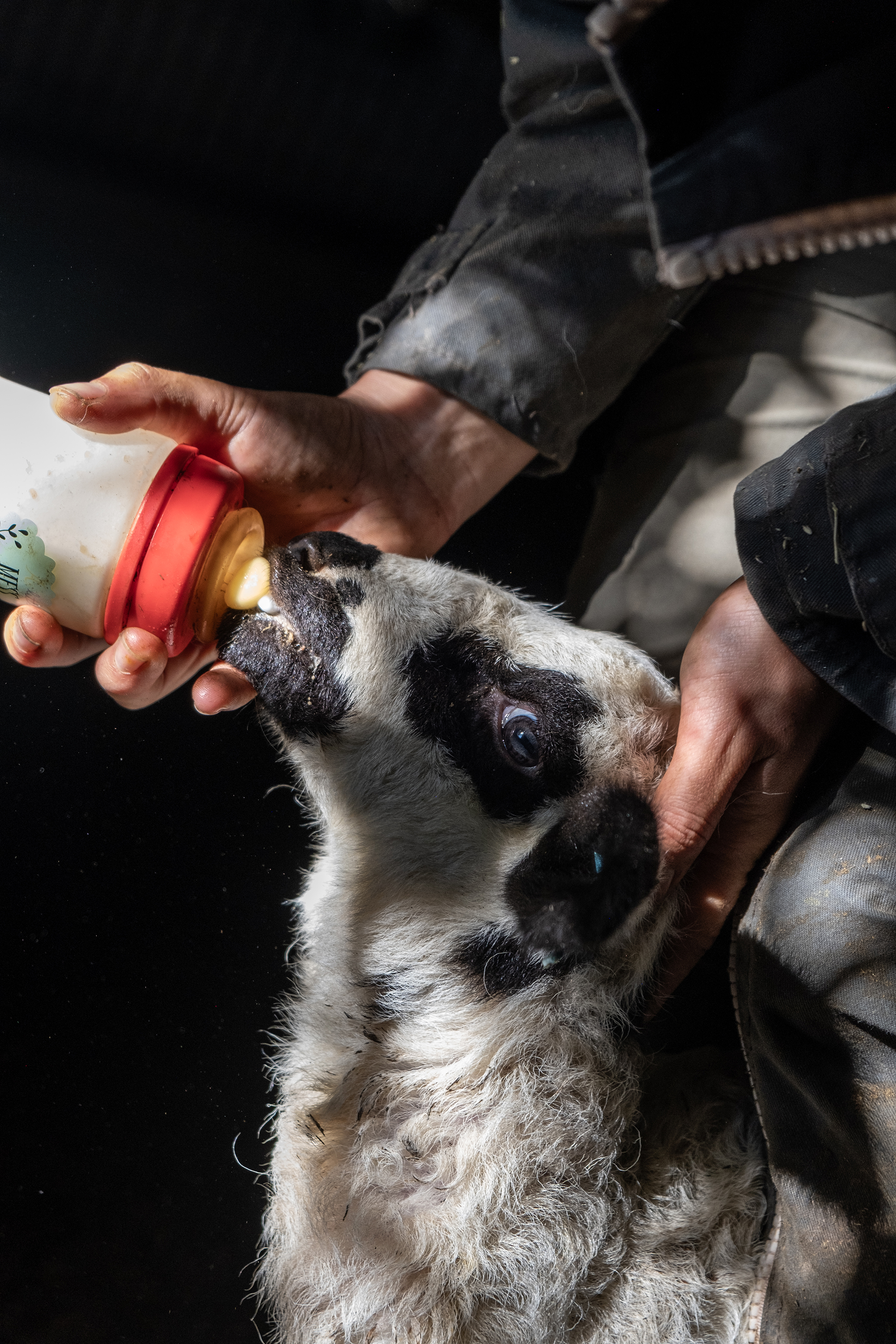 8 - THE GOOD SHEPHERDESS 8 - 07e05784-9ba7-4e8f-ab6b-a9e7de154363.jpg