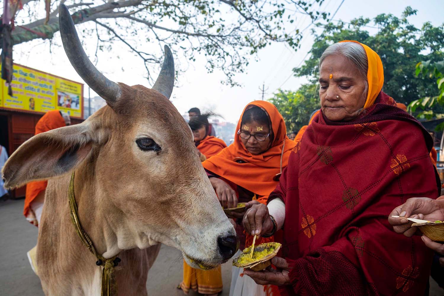Widows of Vrindavan