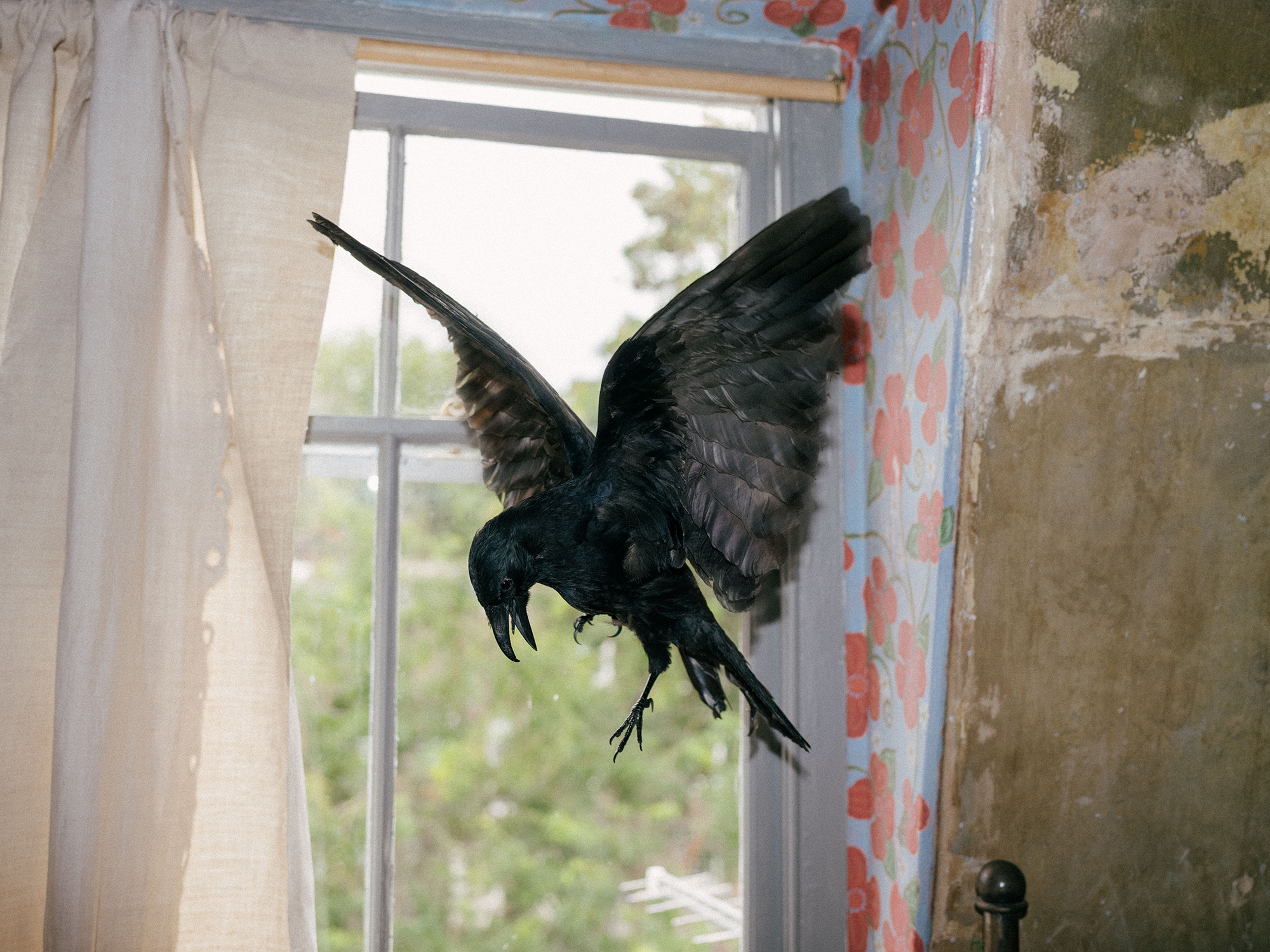 10 - -Hope- is the thing with feathers - c05b1f58-b065-4637-a0c6-5151c3410af7.jpg