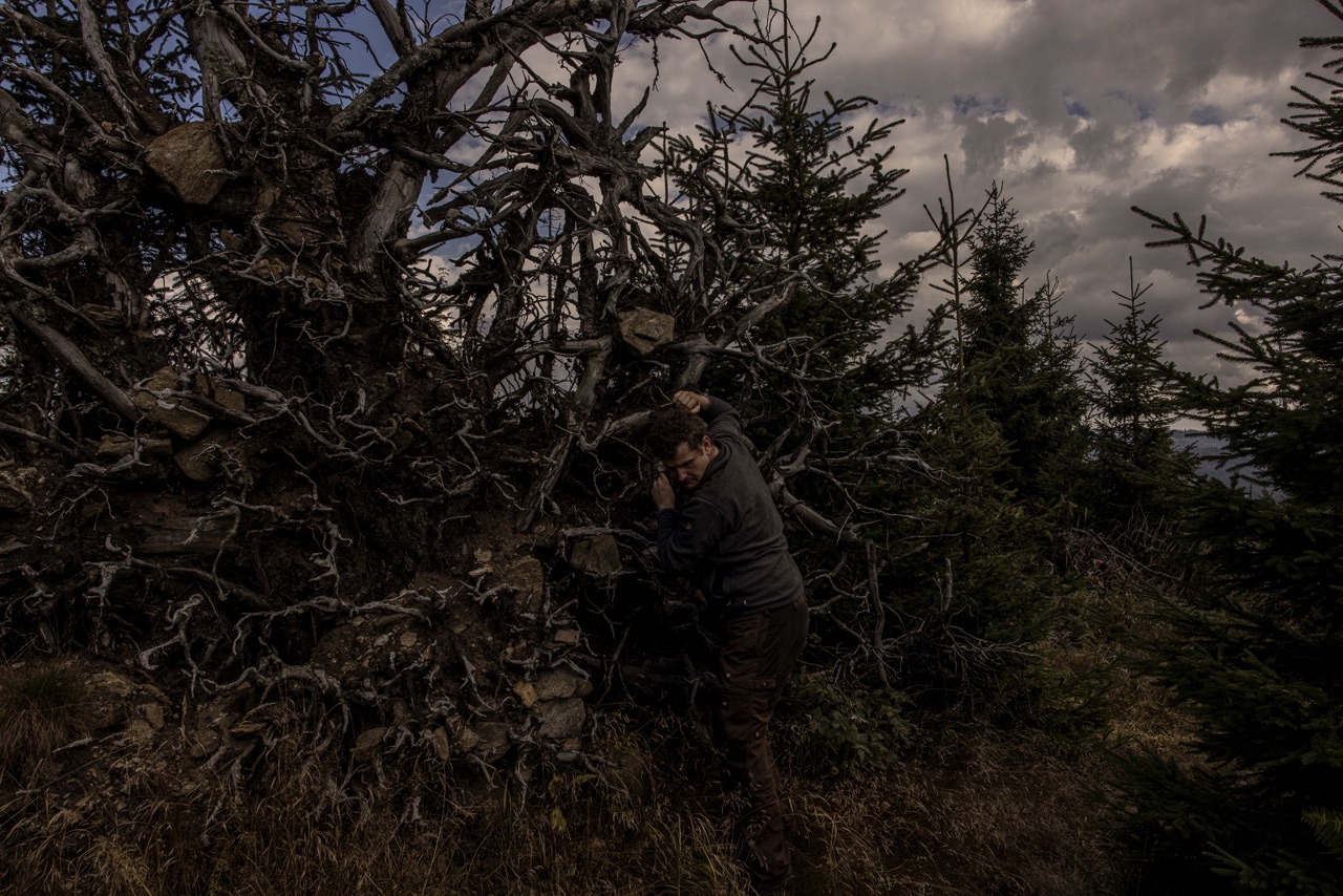 Groß (4 - Faded_Forest_04 - 48d62a9d-12b6-4f01-893c-1c2f2153a8db).jpeg
