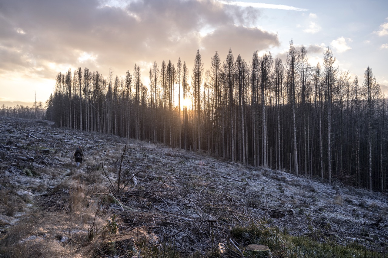 Groß (10 - SP_fadedforest_019 - 272975d8-38a3-4a9e-b012-aa8a8a06c0d5).jpeg
