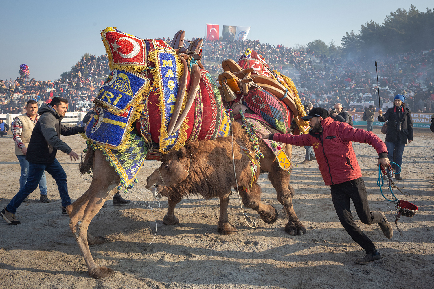 Camel Beauties Wrestle: The Cultural Phenomenon of Selcuk Camel Wrestling
