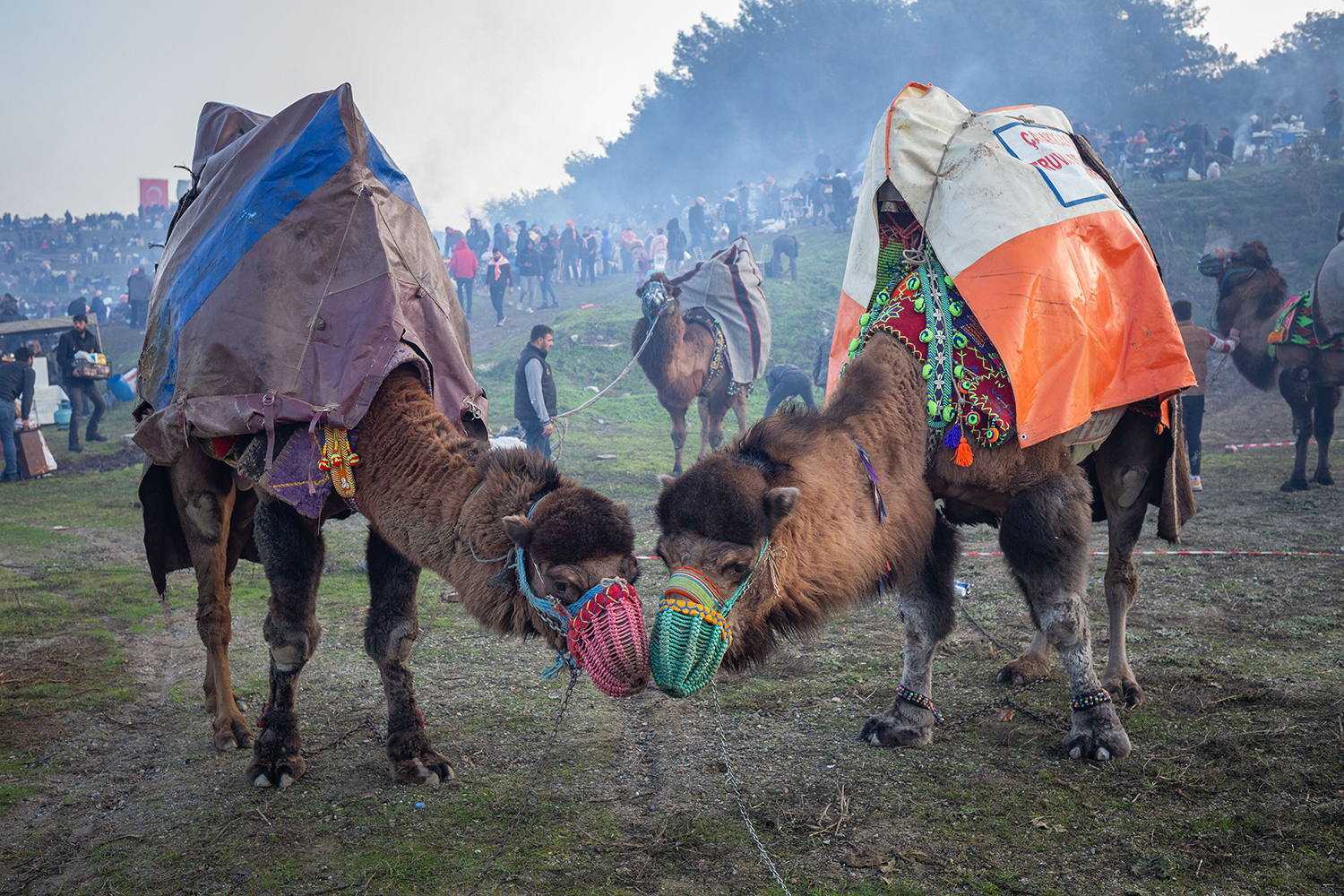 Camel Beauties Wrestle: The Cultural Phenomenon of Selcuk Camel Wrestling