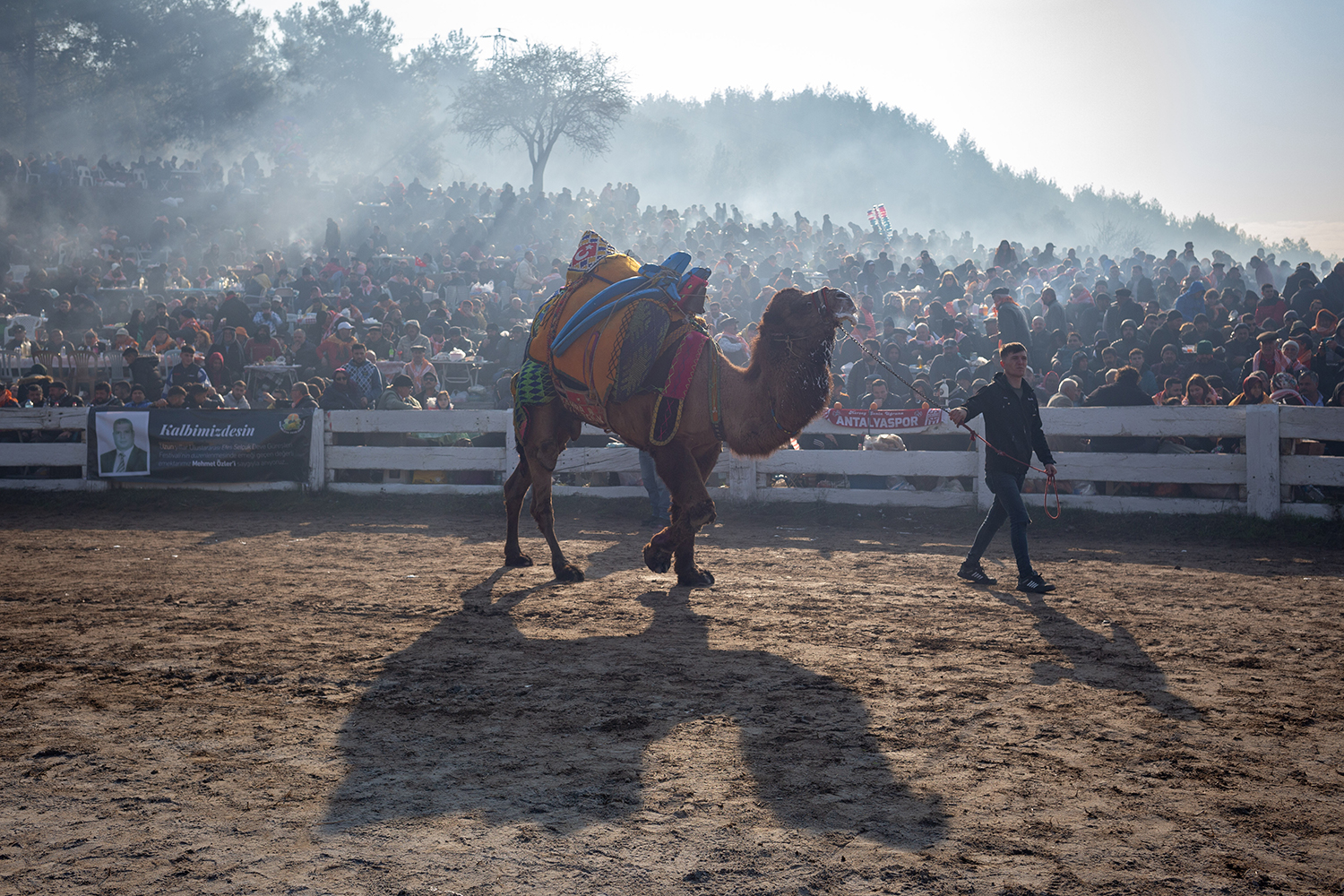 Camel Beauties Wrestle: The Cultural Phenomenon of Selcuk Camel Wrestling
