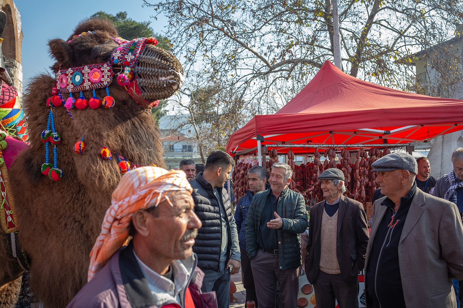 Camel Beauties Wrestle: The Cultural Phenomenon of Selcuk Camel Wrestling