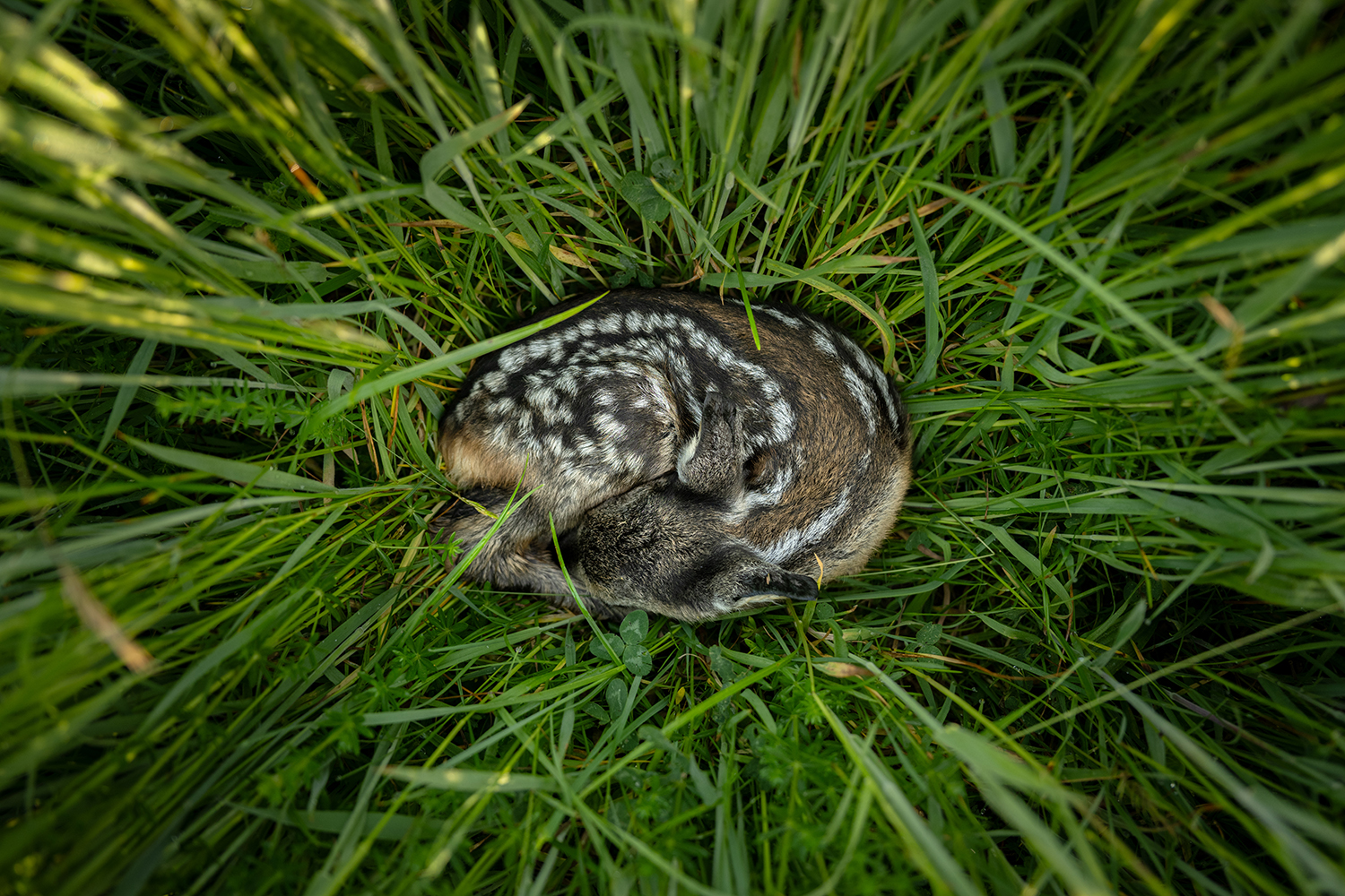Sustainable Agriculture through Fawn Rescue
