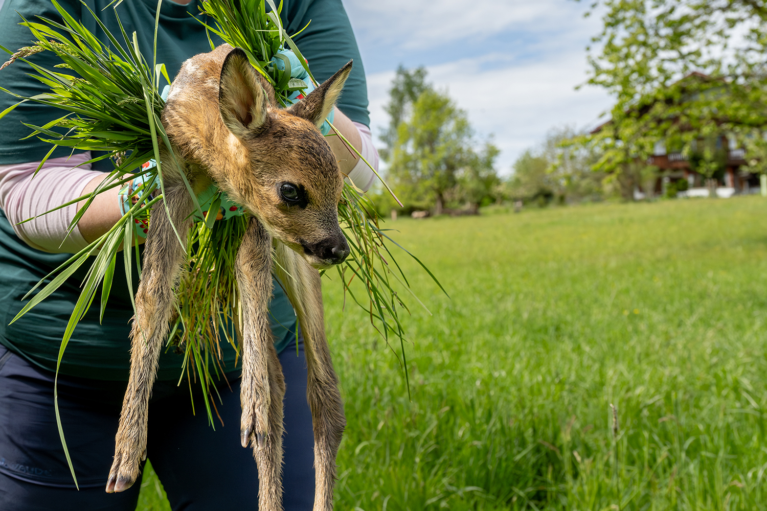 Sustainable Agriculture through Fawn Rescue