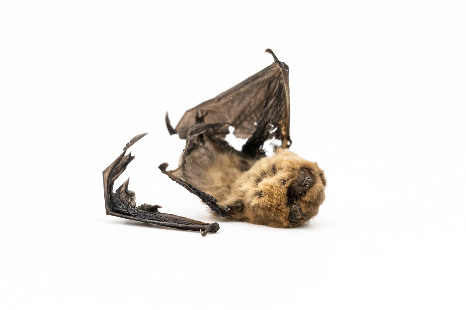 Threats to Bats in Germany