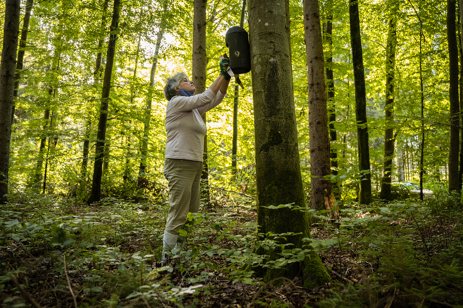 Threats to Bats in Germany