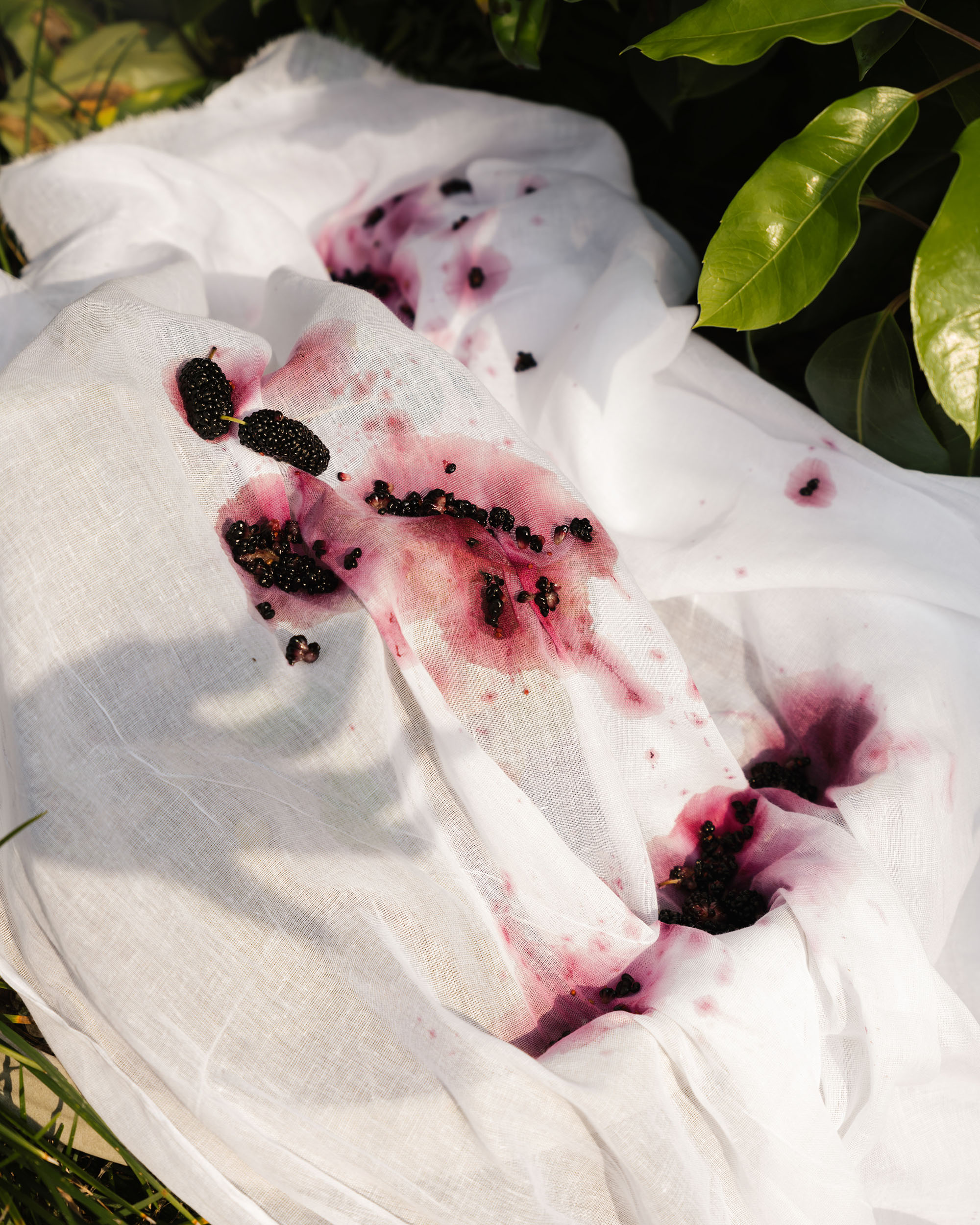 3 - The Crushed Mulberry - 38d2d27d-2c05-45b9-9645-9e539883e38a.jpg